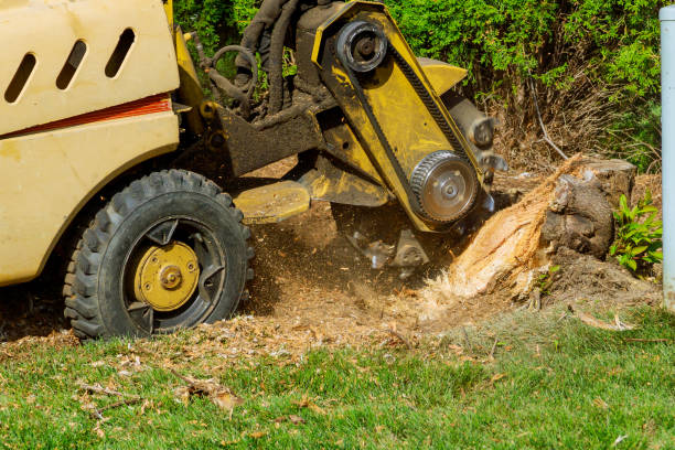 Best Root Management and Removal  in Blue Earth, MN