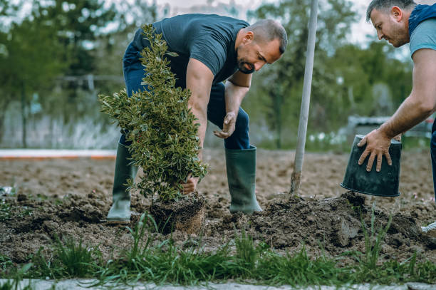 Lawn Renovation and Restoration in Blue Earth, MN