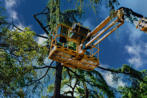 Professional Tree Services in Blue Earth, MN