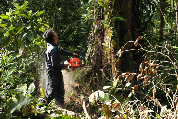 Best Tree Preservation Services  in Blue Earth, MN