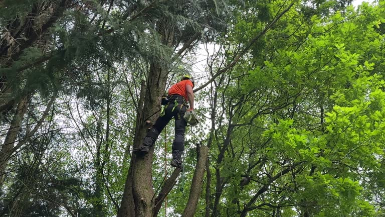 Best Lot and Land Clearing  in Blue Earth, MN
