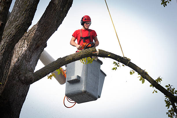 Best Storm Damage Tree Cleanup  in Blue Earth, MN